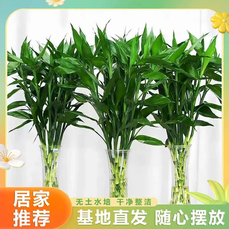 富贵竹水培净化空气植物盆栽植物室内办公室绿植花卉四季水养好养