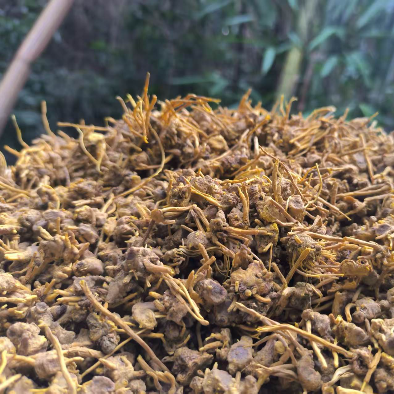 1【龙-须-石-斛-菇】净含量：250g-1000g【晶晶现收】