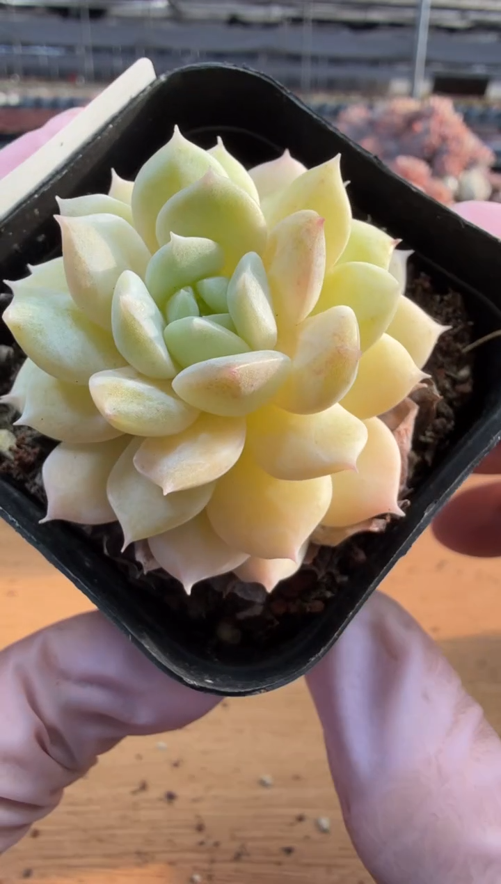 东云多肉园三店-70