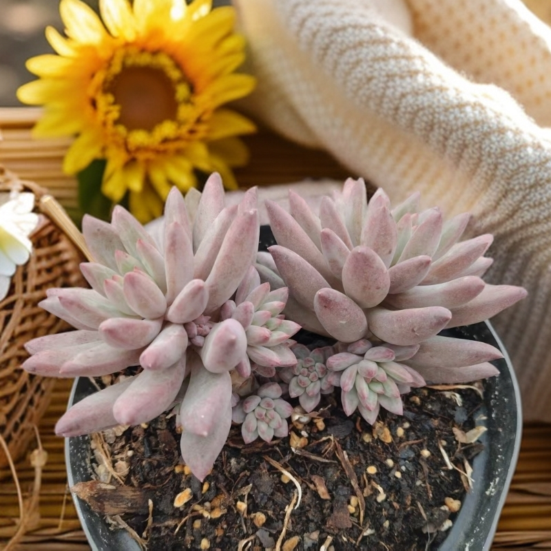 恋上多肉  虞美人  粉红  颜值高   皮实好养活   渡夏无忧