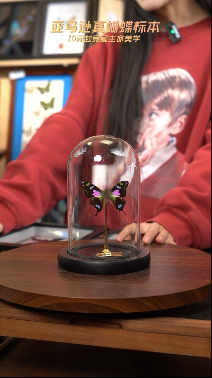 玫瑰青凤蝶小号玻璃罩