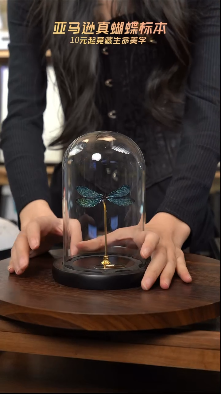 暗溪色蟌小号玻璃罩