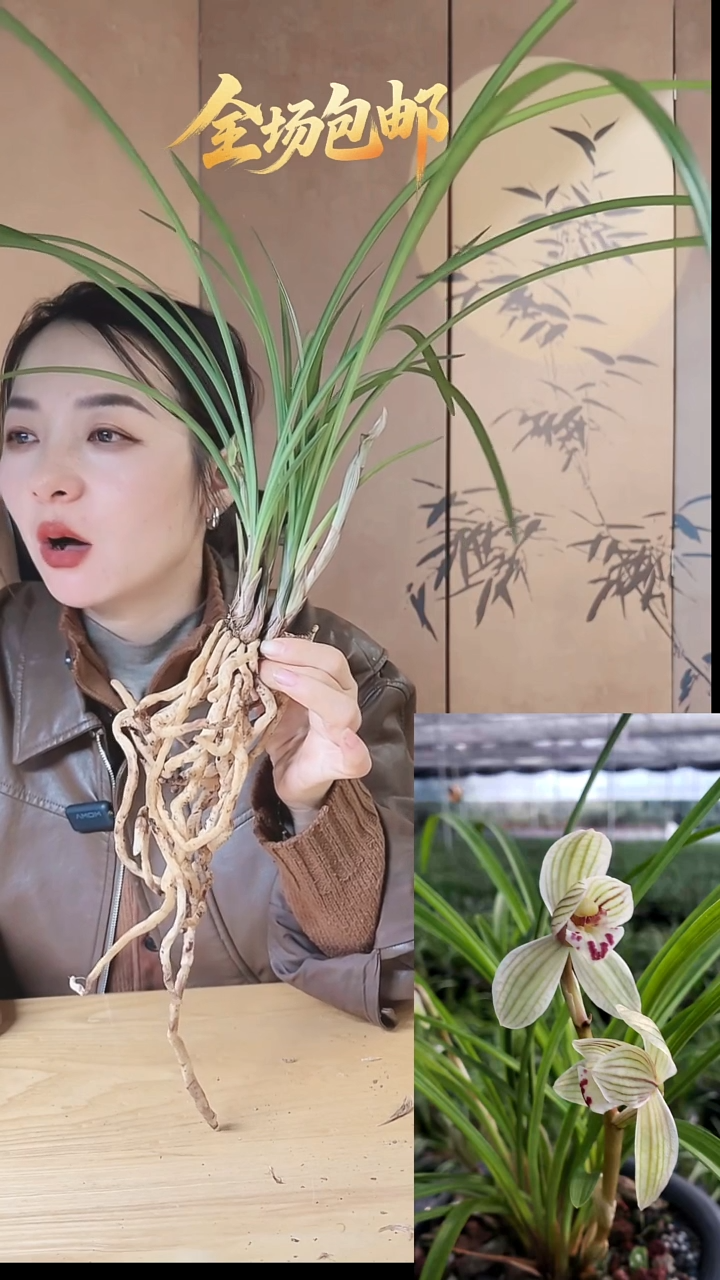 当前无花栽培后可以开花：荷瓣