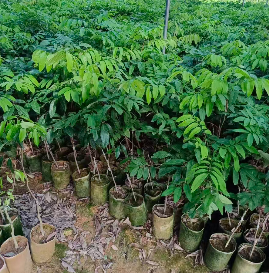 龙眼果树苗，果子皮薄肉厚，果肉纯甜,带土带杯发货，品种纯正
