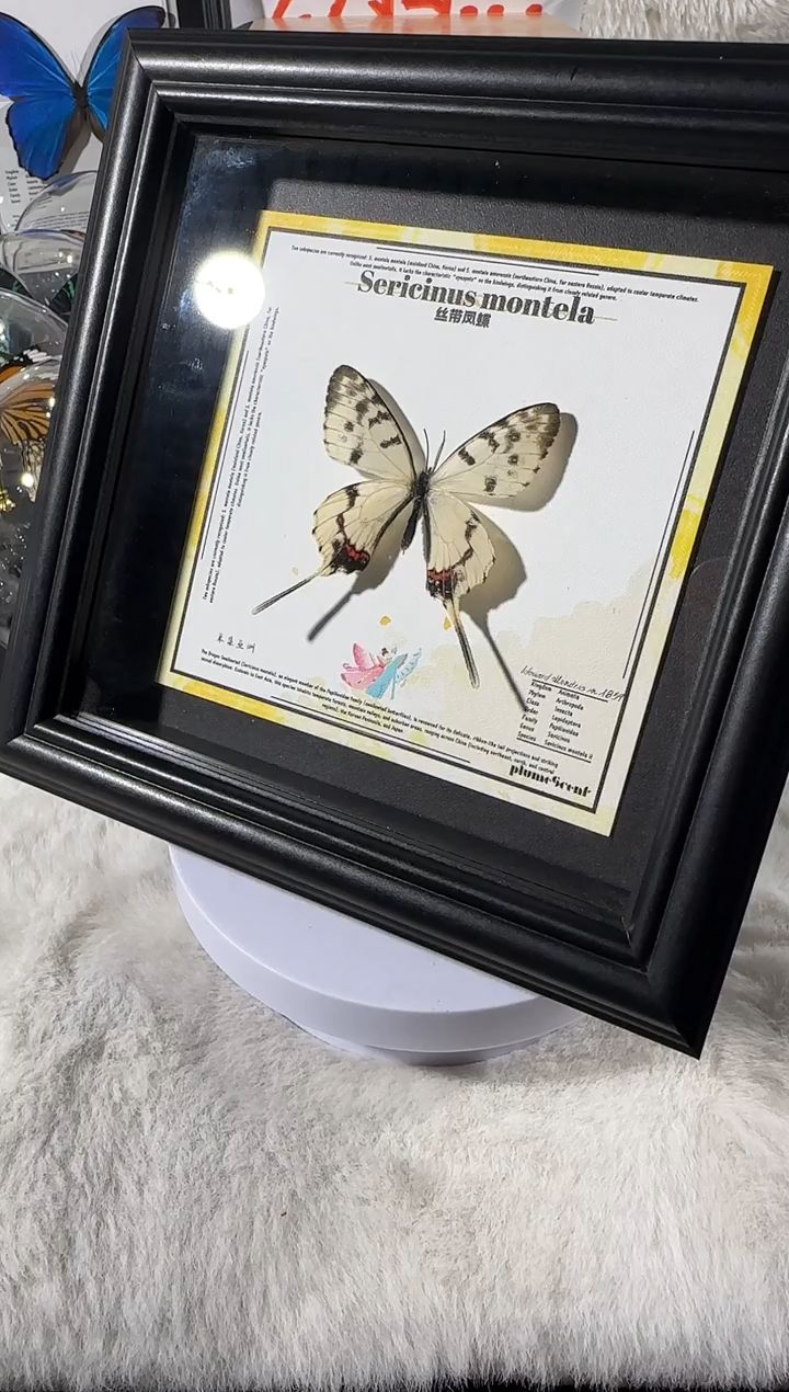 丝带凤蝶  相框   