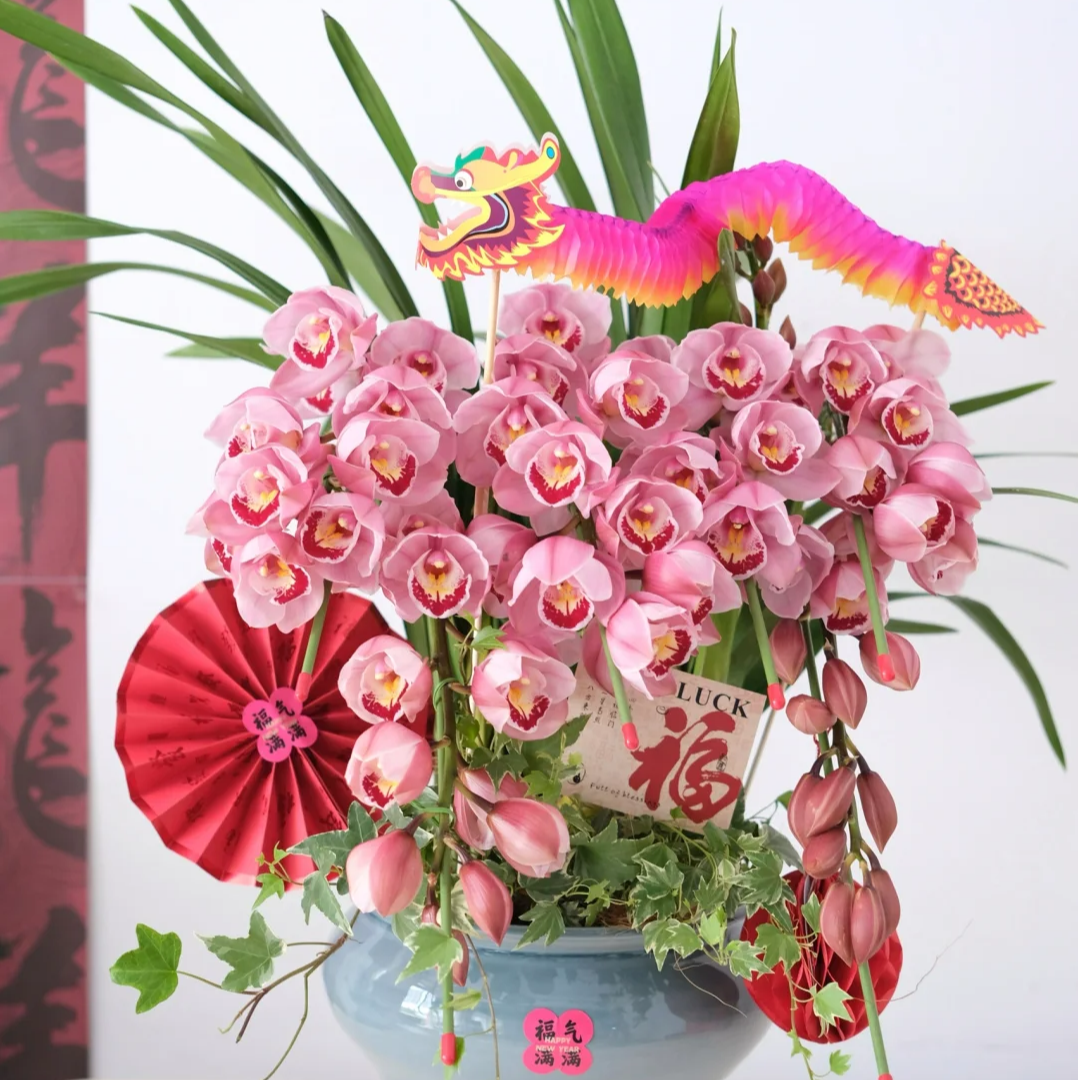 笑脸 6枝剑 拱兰 大花蕙兰 花苞/开花/半开发货210盆（1312）