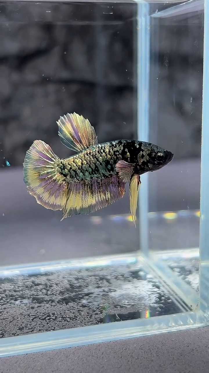 斗鱼竞拍链接A059