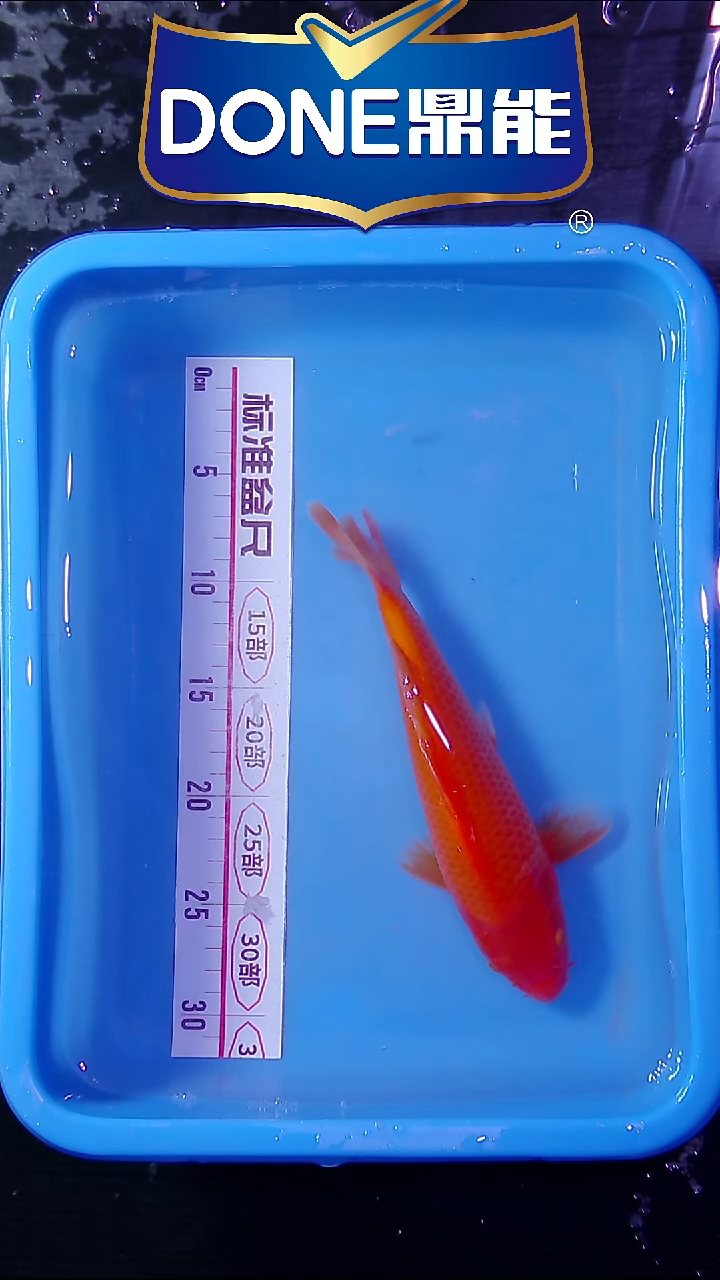 锦鲤鱼悦直播间菁选 7号