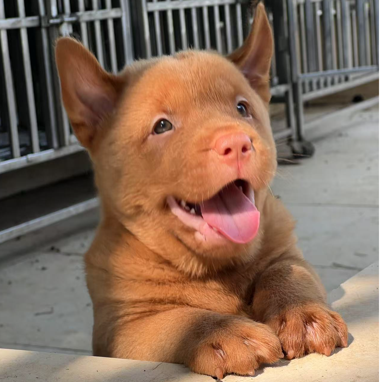C级专属链接正宗纯种五红犬宠物活体田园犬狗狗
