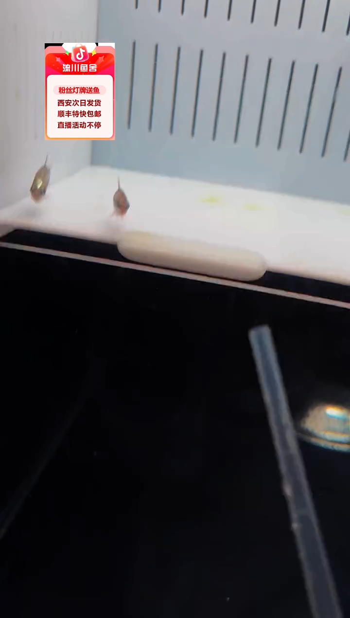 海水鱼c*。白金血魔1条