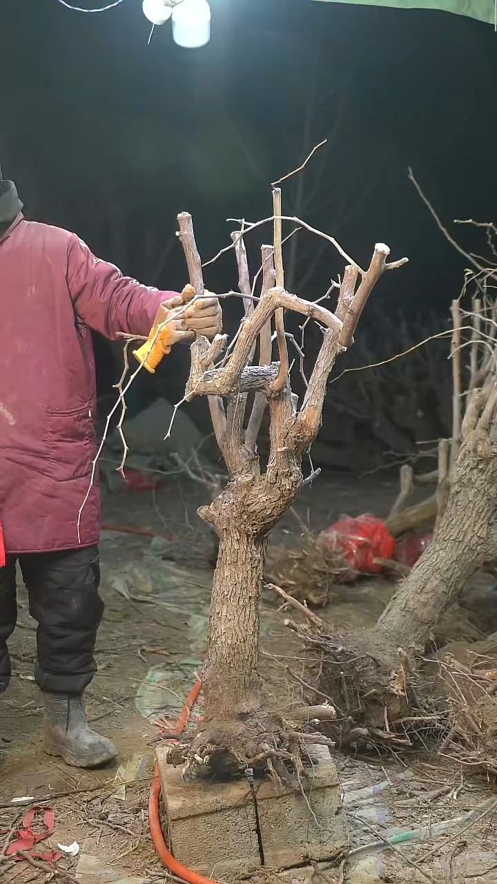 完全开放枣树1252