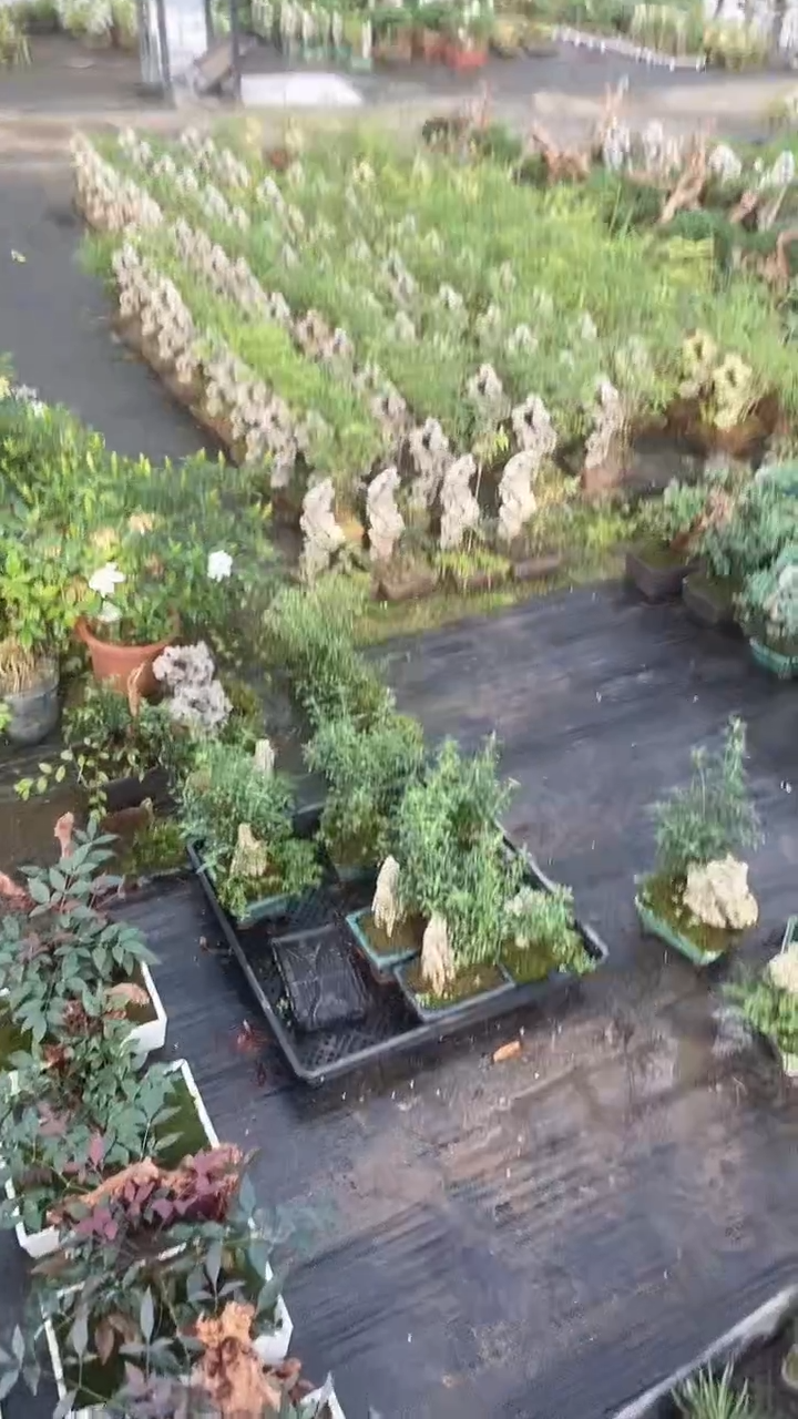 无花朵蓝盆紫砂附石姬丁香