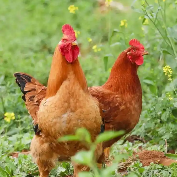 1-2年散养拐子鸡吃纯粮食长大带内脏新鲜现杀农家土鸡