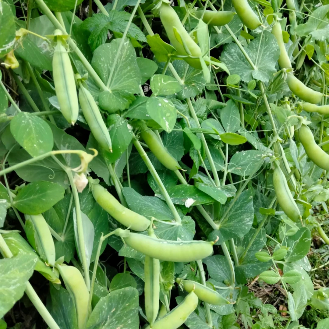 【全店保证对版】荷兰豆种子奇珍76种籽软荚爬藤荷兰豆种蔬菜种子