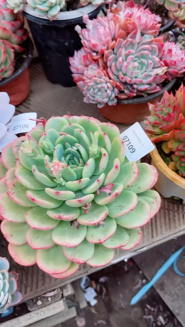 【闪购商品】07109