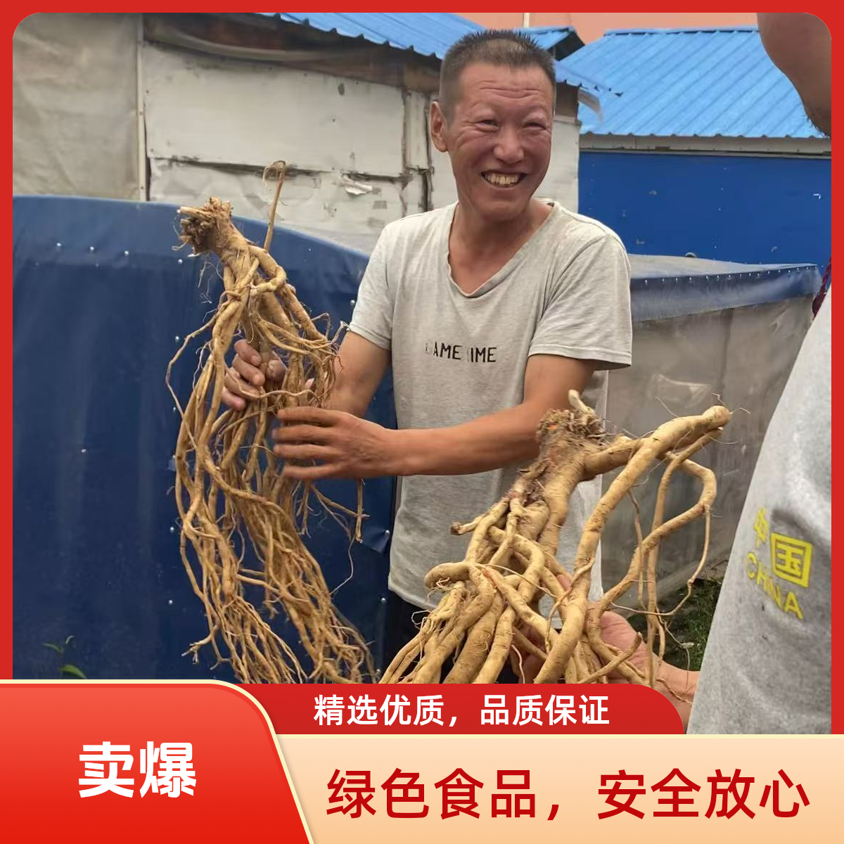 长白山老黄芪片状250克