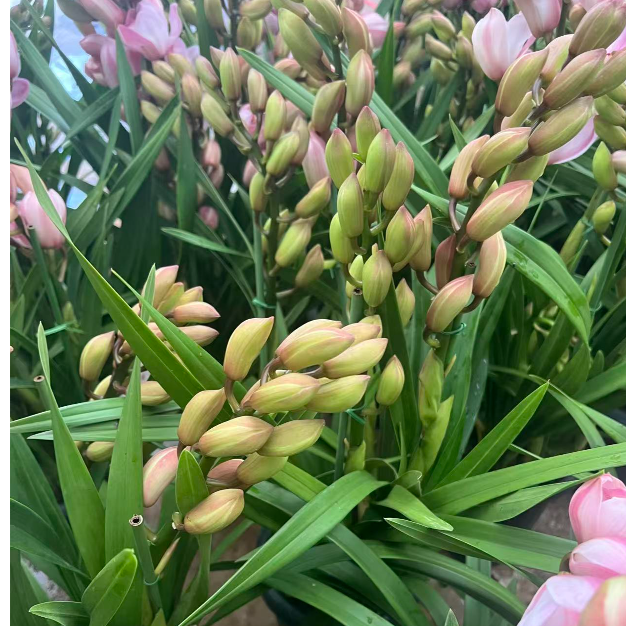 粉花草莓露露带花苞大花蕙兰室内盆栽好养易活的漂亮兰花绿植