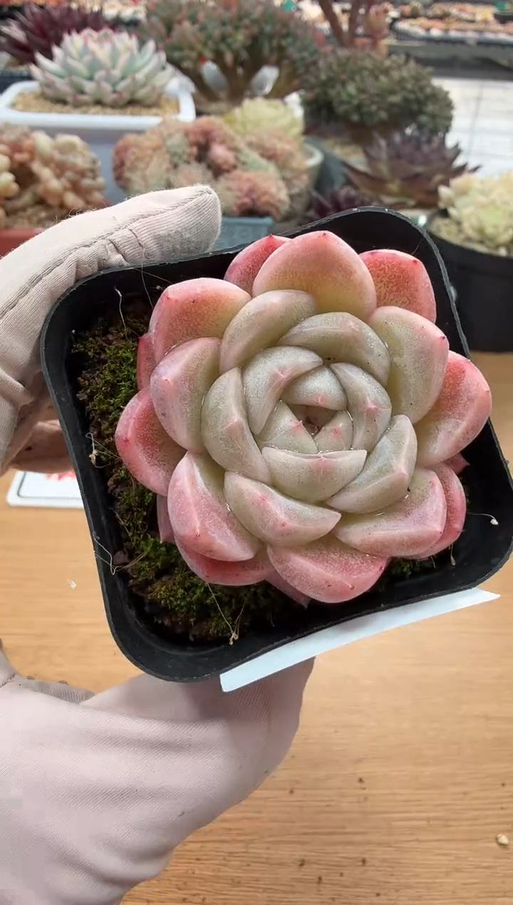 东云多肉园二店-94