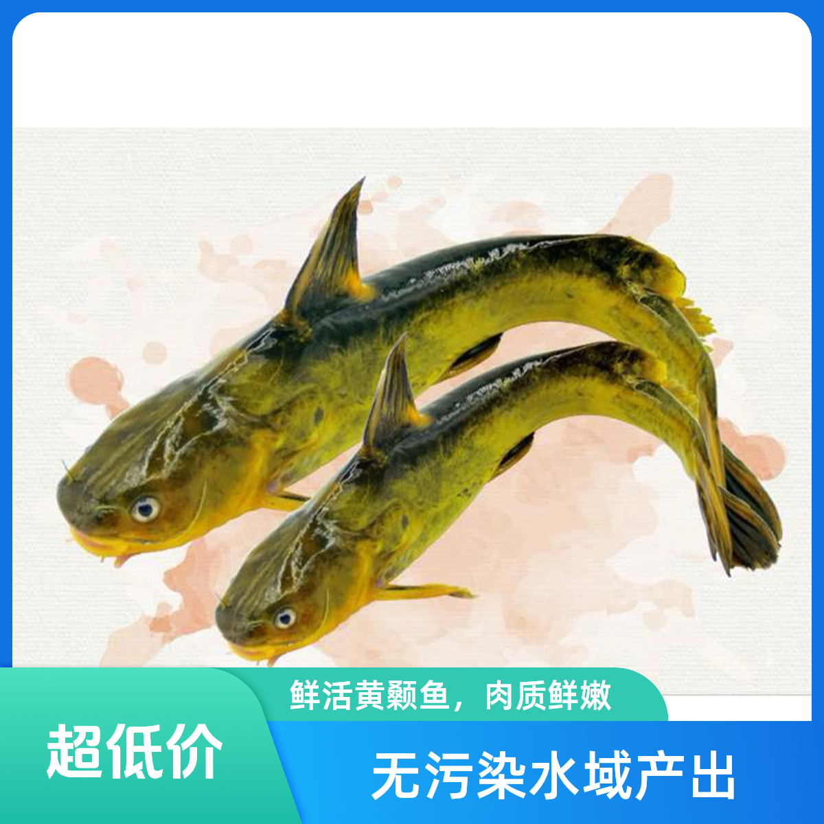 微山湖野生黄骨鱼