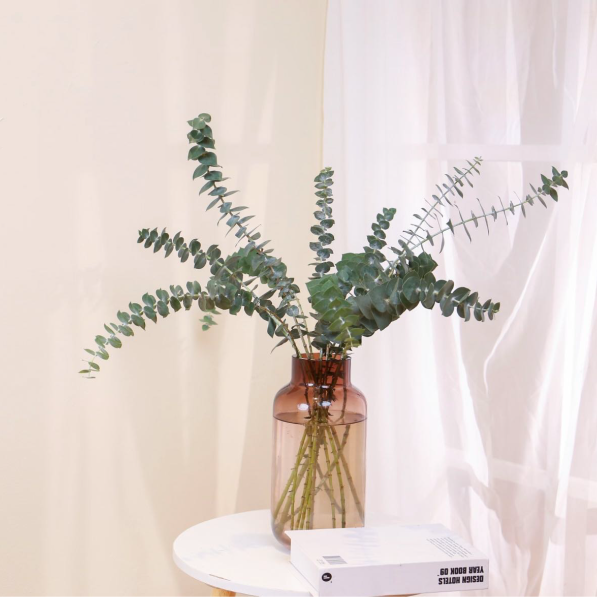 尤加利叶1扎  任意2单升级顺丰冷链/德邦空运