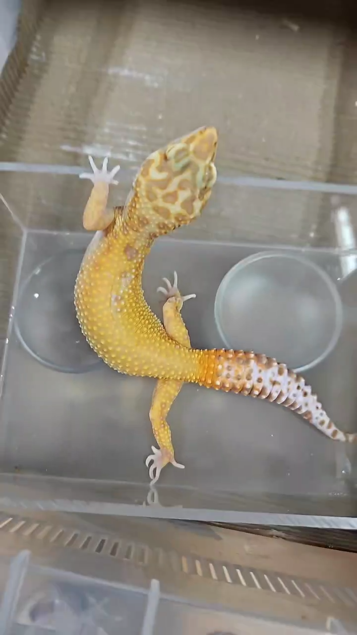 豹纹守宫豹纹守宫00012