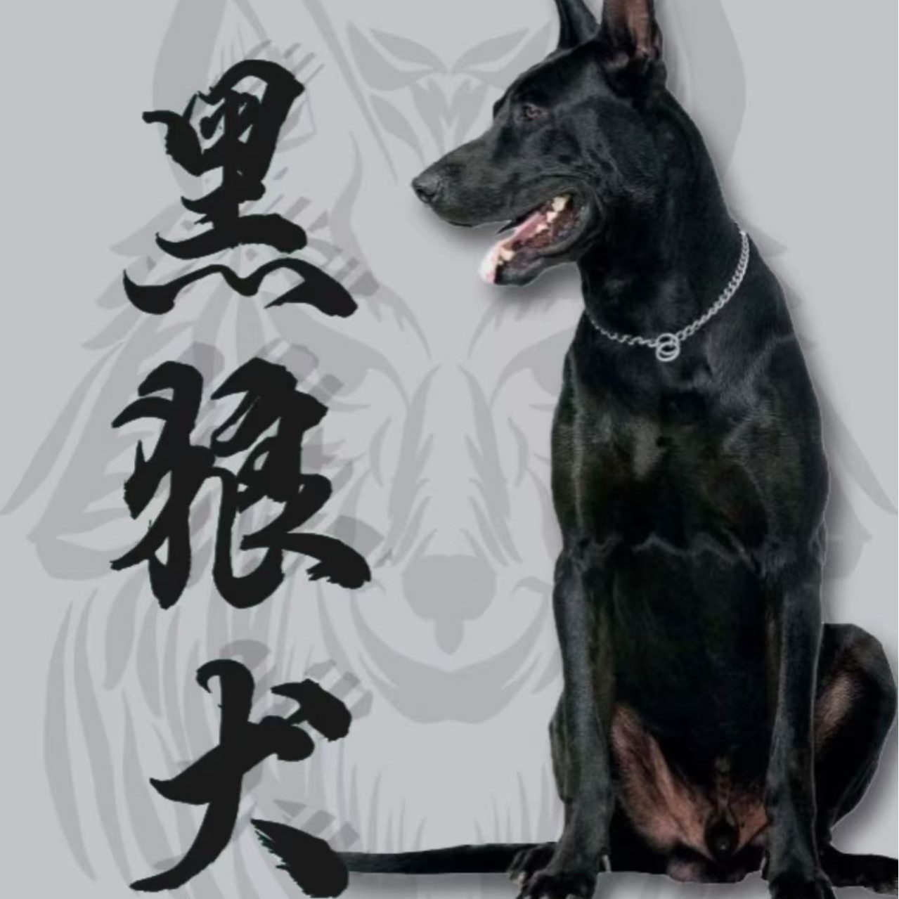 （小曹玩黑狼）T狗狗活体