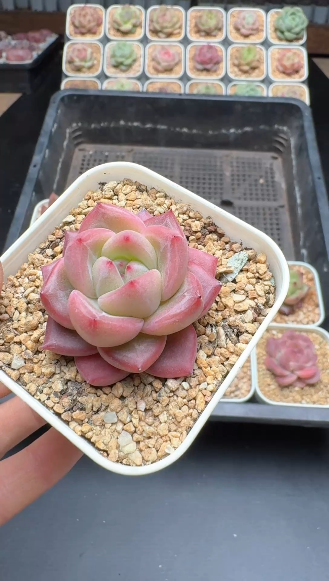 【闪购商品】557号 珍妮杂交多肉 花卉植物