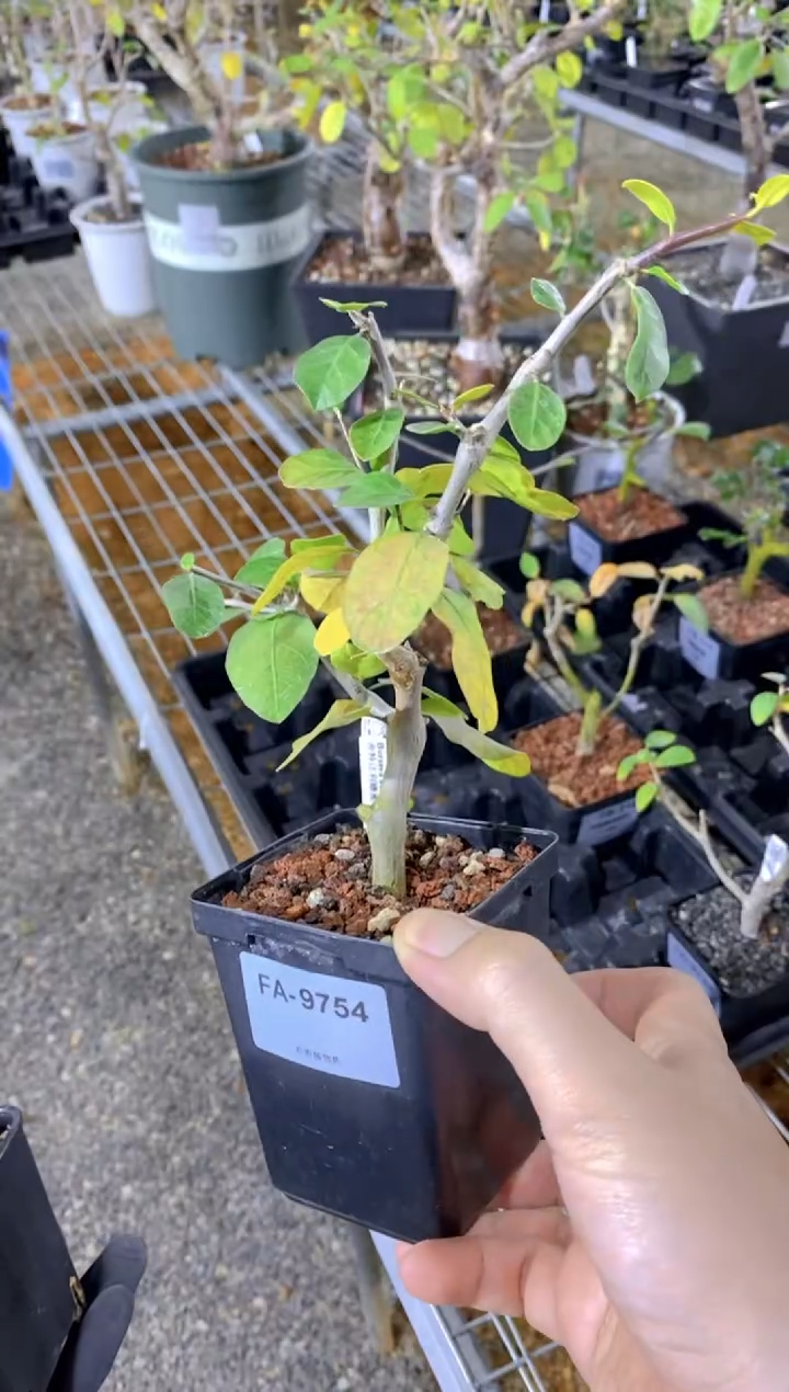 【闪购商品】扦插舍特达利FA-9754