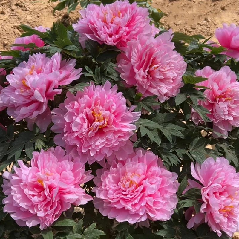  （观音面）名贵粉色系牡丹花苗先发花肥秋天发苗基地开花直发品