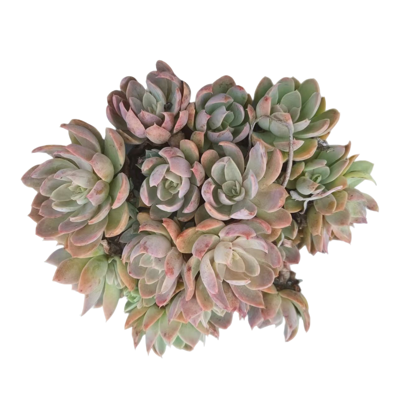 同美多肉园艺 丝绸面纱  粉丝福利多肉植物 直播间实物为准