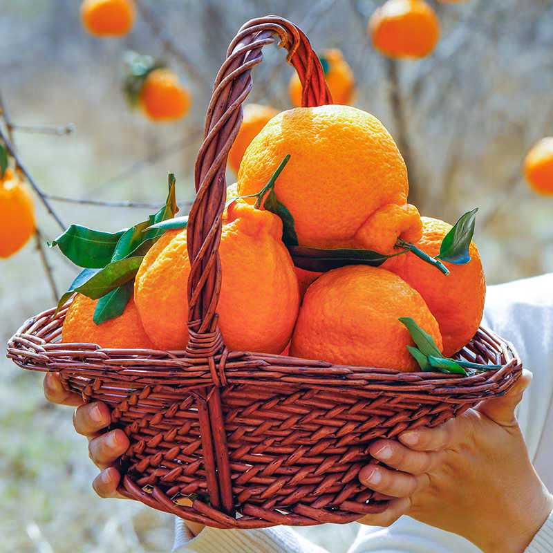 现摘粑粑柑大果丑柑橘子甜当季新鲜水果整箱包邮