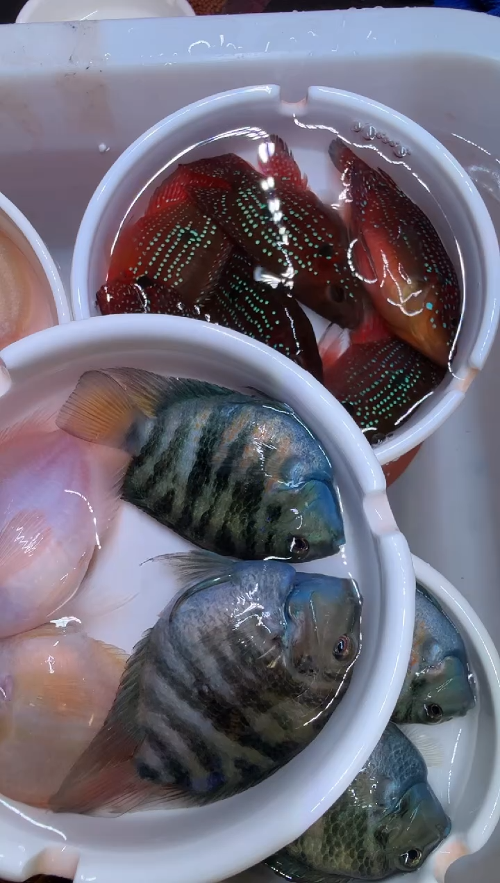 鹦鹉鱼1对胭脂1对宝蓝