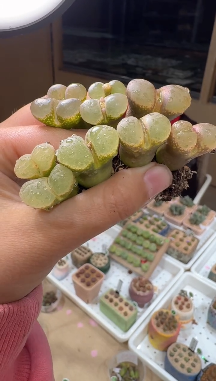 259多肉植物肉锥风铃一颗