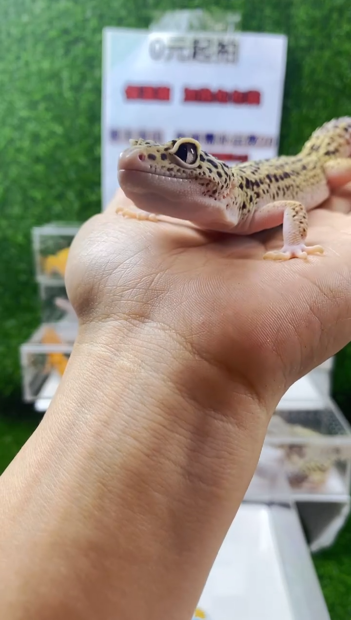 豹纹守宫豹纹守宫可爱幼苗亚成体成体肥尾