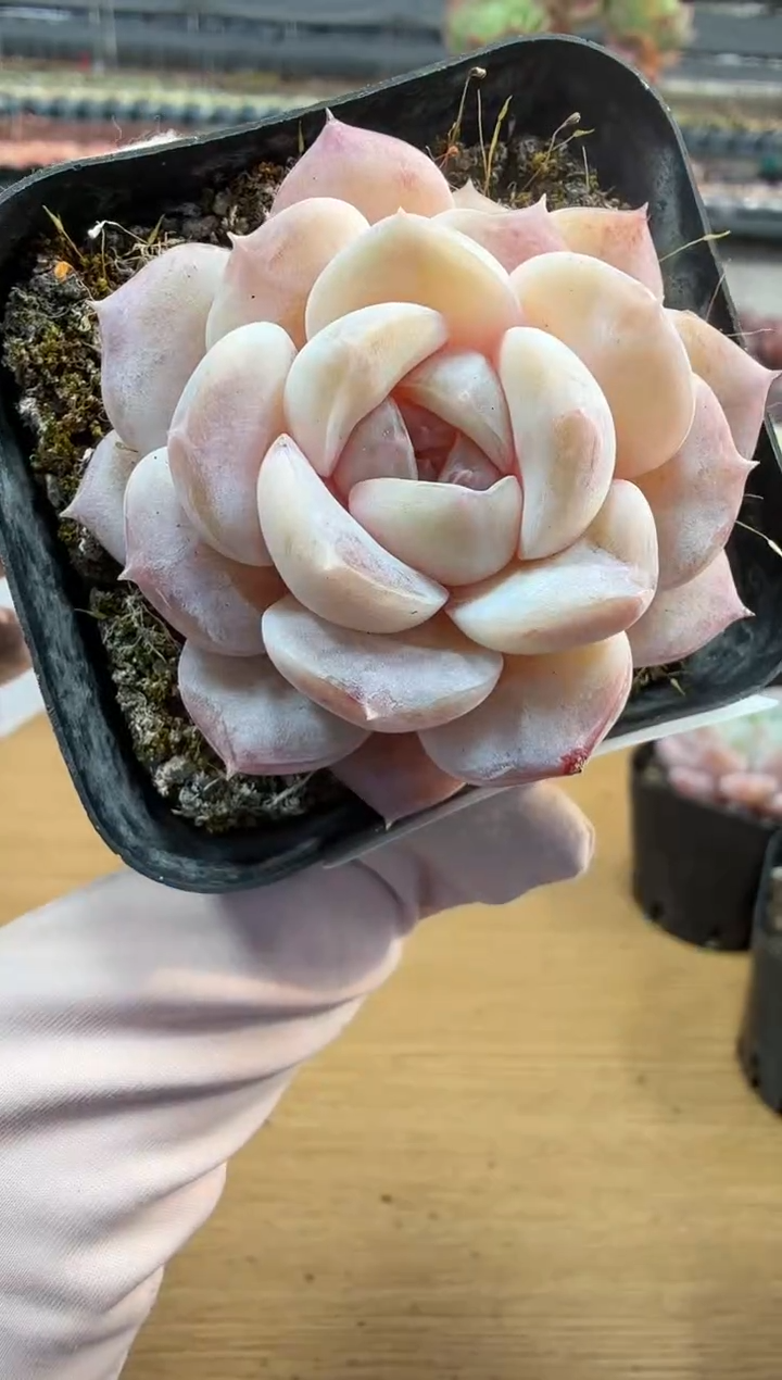 东云多肉园二店-312