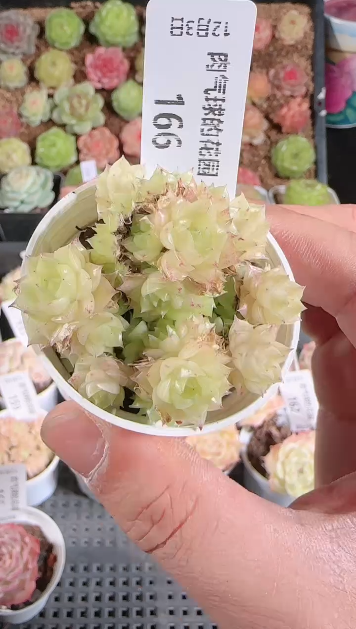 1203-165多肉群生不包整