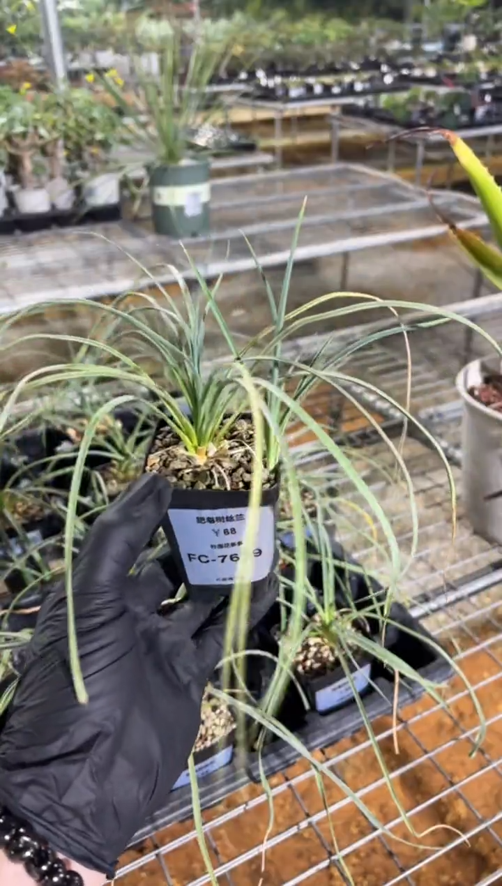 肥皂树丝兰FC-7679