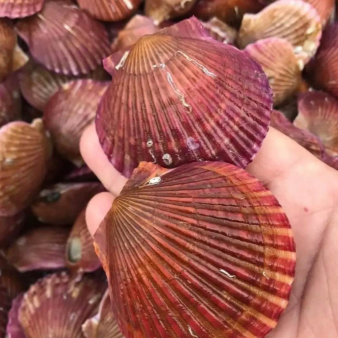 【隆源·蟹逅】扇贝(小红贝)