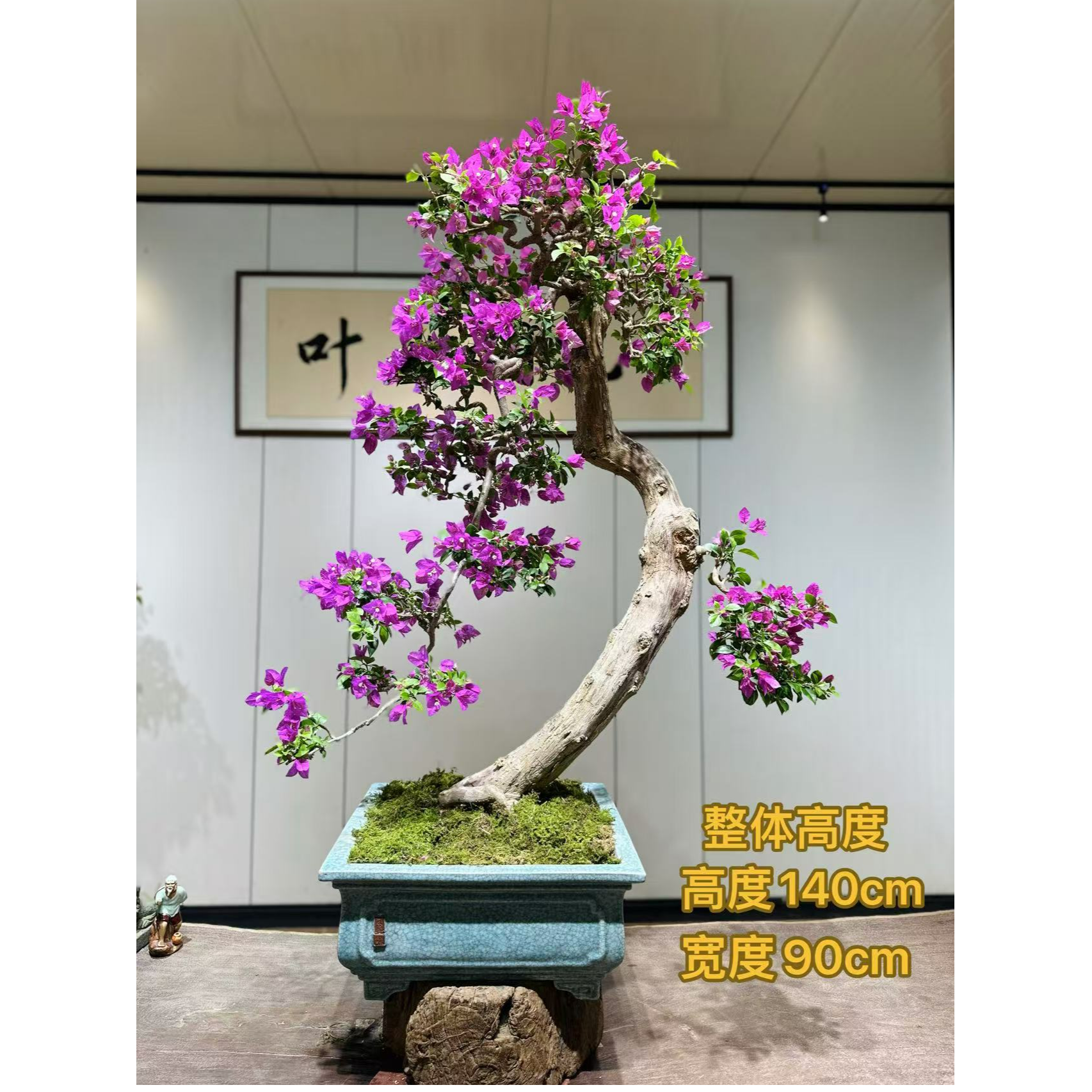 【叶胜园艺】精品小叶紫老桩三角梅盆景