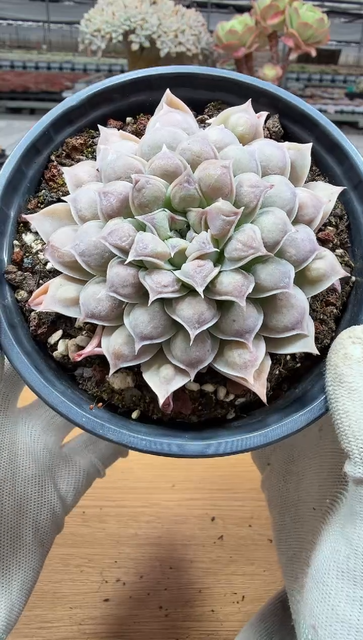 东云多肉园二店-254