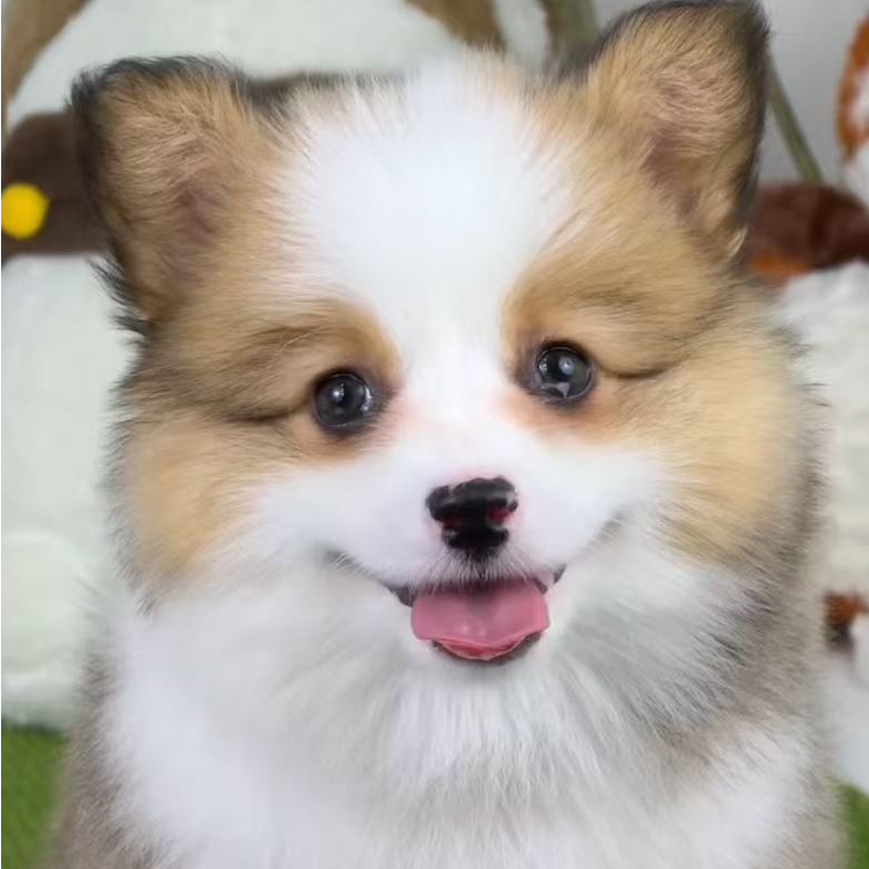 壹号犬舍柯基狗狗可爱小型犬礼物聪明温顺小狗