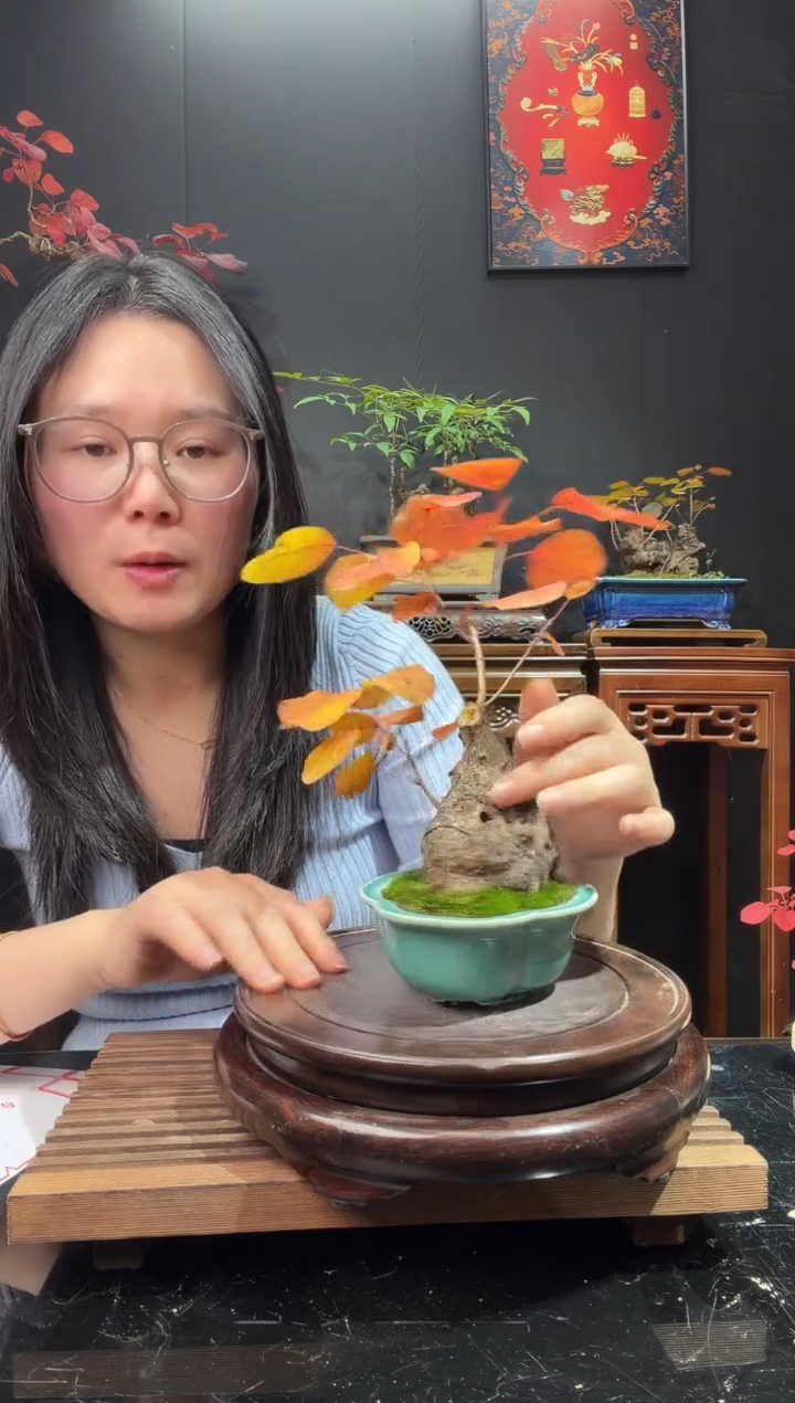 完全开放黄栌000