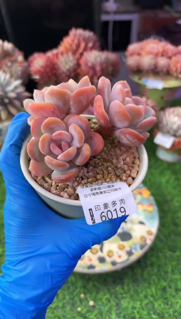 昆明印象多肉6019