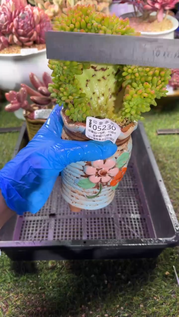 【闪购商品】05230脱土带盆