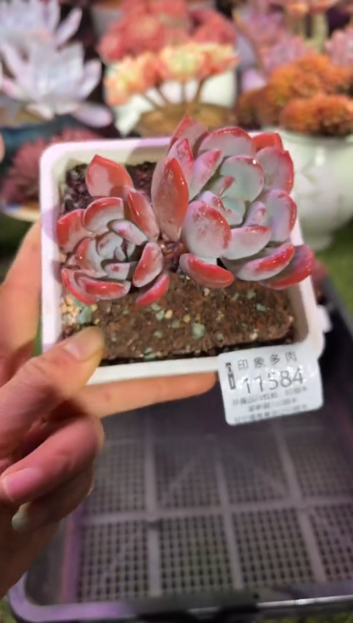 【闪购商品】11584