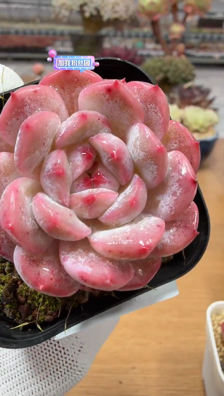 东云多肉园二店-58