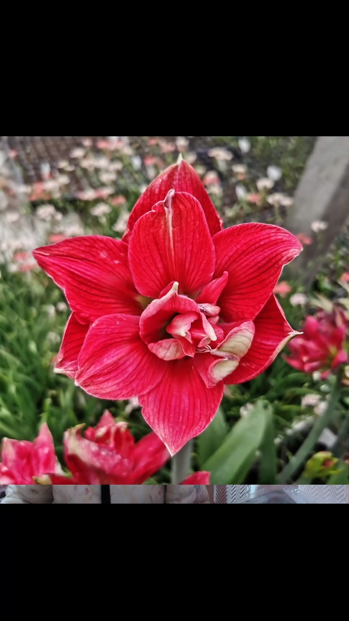 朱顶红虞姬5厘米