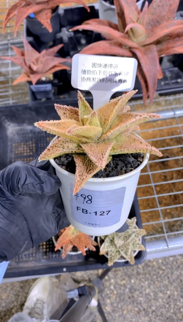 【闪购商品】园艺芦荟FB-127