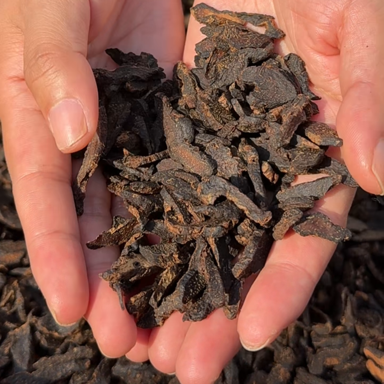 【大喜专属】九蒸九晒黄精茶泡水喝养生茶