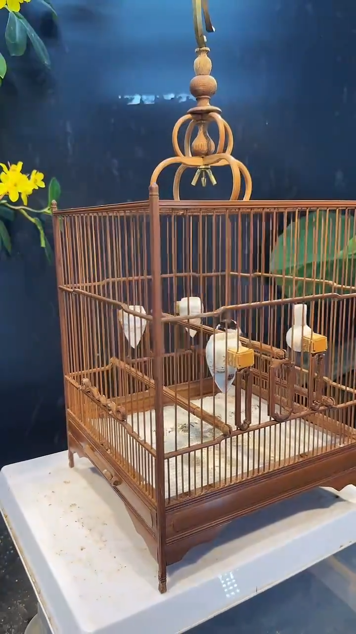 虎皮鹦鹉28号   贝子养笼0元起拍